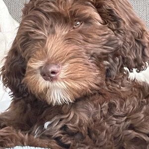 Meet your Posher, Steph